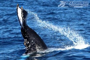 Sea World Whale Watch V1